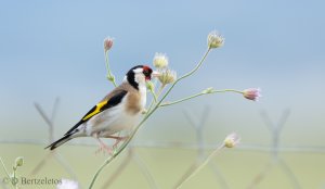 Goldfinch