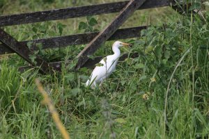 Cattle Egret with prey