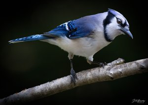 Blue Jay