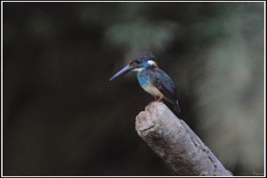 Malaysian Blue-banded Kingfisher