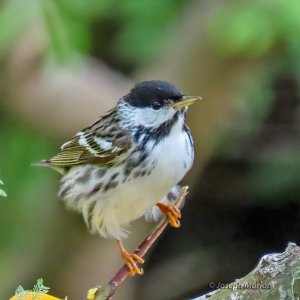 Blackpoll Warbler