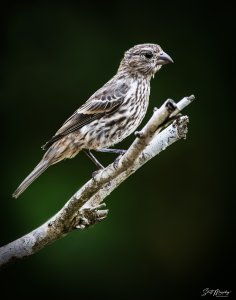 Female House Finch