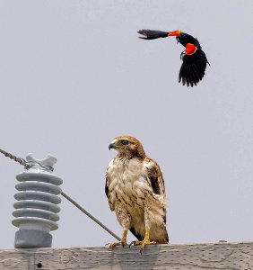 Red-tailed Hawk, Red-winged Blackbird