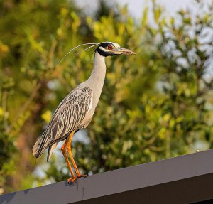 Yellow-crowned Night Heron