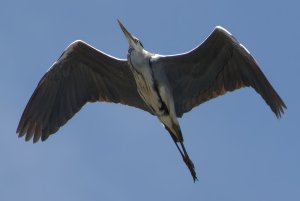 Grey heron