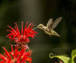 Ruby-throated Hummingbird