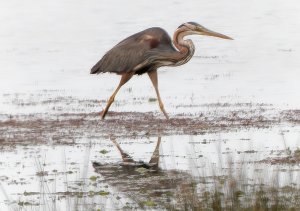 Purple Heron