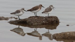 sanderling