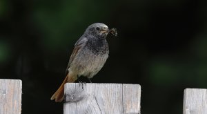 Black redstart