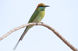 Green bee-eater