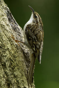 Treecreeper