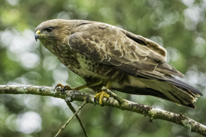 Buzzard