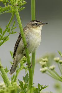 Warbler Season