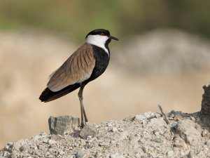Spur winged lapwing