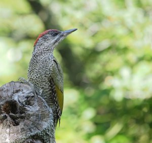 Juvenile Green Woodpecker