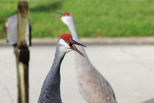 Sandhill Crane 15