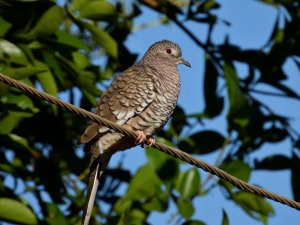 Scaled Dove