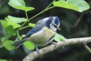 Blue tit