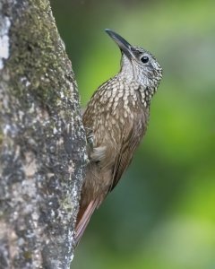 Cocoa Woodcreeper