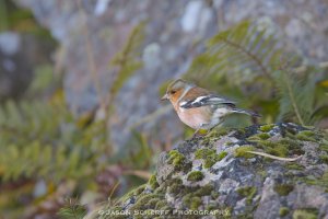 Common Chaffinch