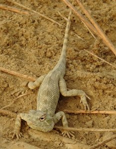 Short-tailed Agama