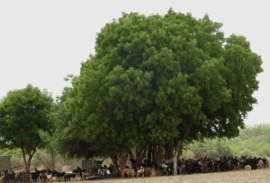 Save tree on world environment Day