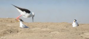 Black-winged Stilt/Little Terns