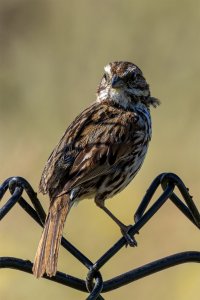 Song Sparrow