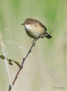 Reed Warbler 5666.jpg