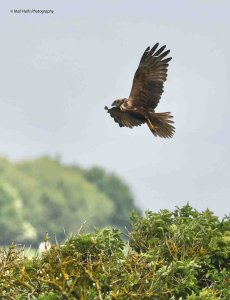 Marsh Harrier 6062.jpg