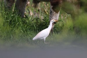 Cattle Egret