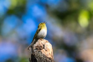 Wood warbler