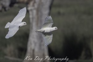 Little Corellas