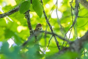 Blyth's Reed warbler