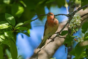 Common rosefinch