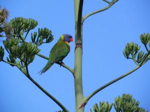 Pretty rainbow lorikeet