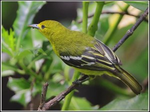 Common Iora