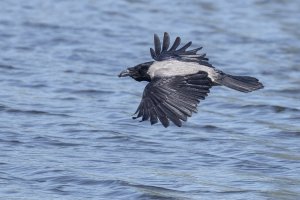 Crow Over the Sea