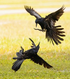 Great tailed Grackles Fighting