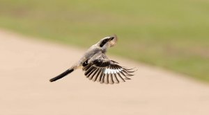 Loggerhead Shrike