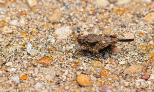 Armored Pygmy Grasshopper, Male