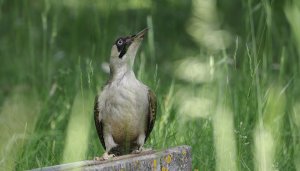 European green woodpecker