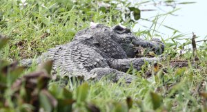 Siamese crocodile