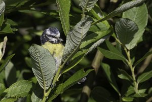 Blue Tit