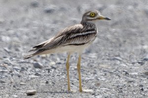 Eurasian Stone curlew