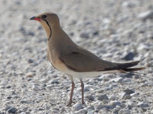 Collared Pratincole