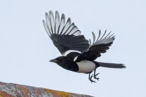 1580 Magpie.jpg