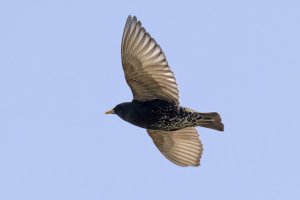 1581 Starling.jpg