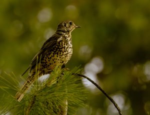 mistle thrush resized.jpg