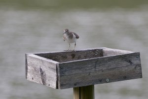 Common sandpiper